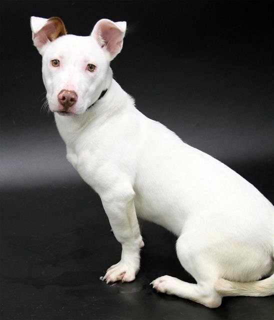 A1257642 - American Staffordshire Terrier available for adoption