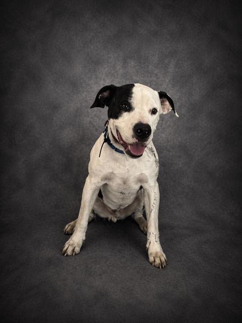MYERS - American Staffordshire Terrier available for adoption