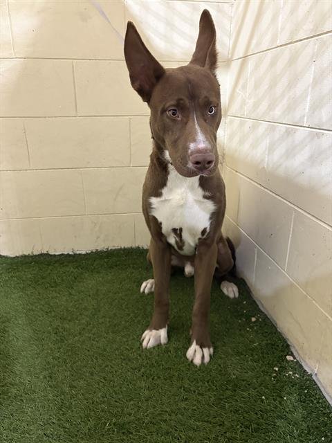 ZEUS - Australian Kelpie / German Shepherd Dog available for adoption