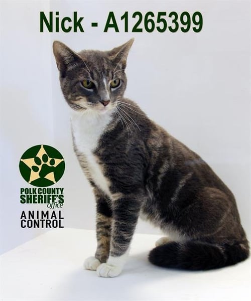 NICK - Domestic Short Hair for adoption in Lakeland