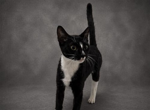 IVORY - Domestic Short Hair for adoption in Lakeland