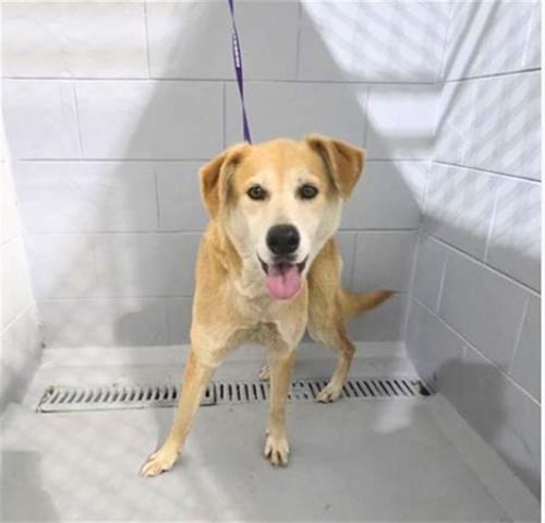A1263779 - Carolina Dog available for adoption