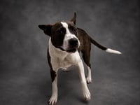 SCOUT - Photo 1