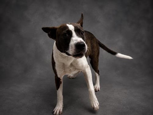 SCOUT - Bull Terrier for adoption in Lakeland