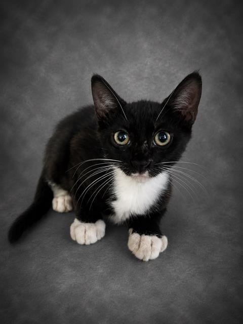 DORIAN - Domestic Short Hair available for adoption