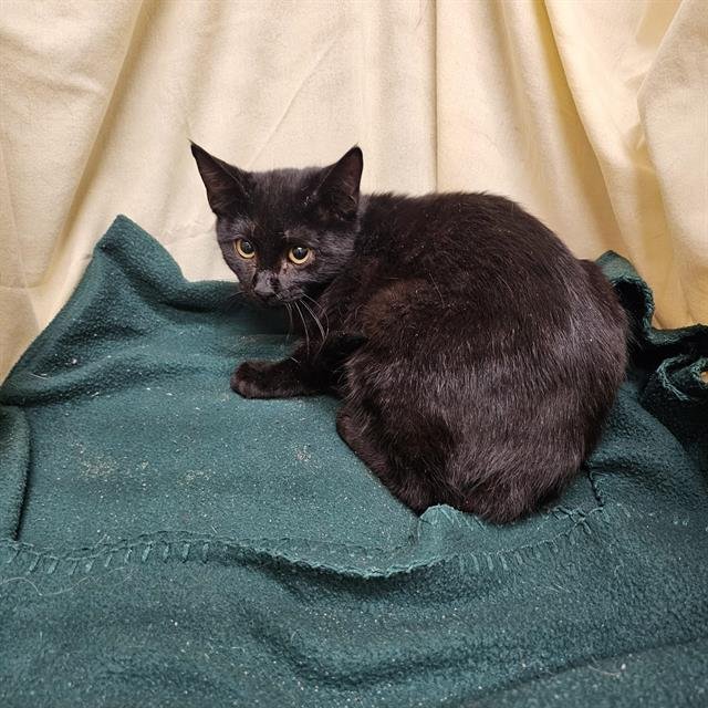 A1257934 - Domestic Short Hair available for adoption