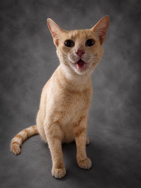 A1274096 - Domestic Short Hair available for adoption