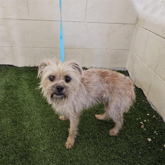 A1257146 - Brussels Griffon available for adoption