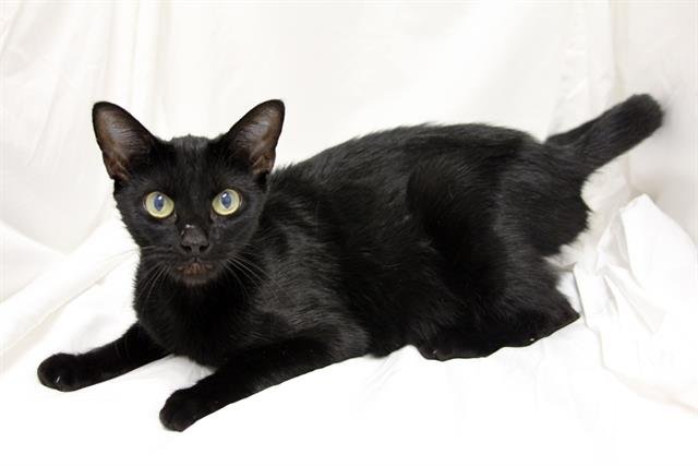 NOIR - Domestic Short Hair available for adoption
