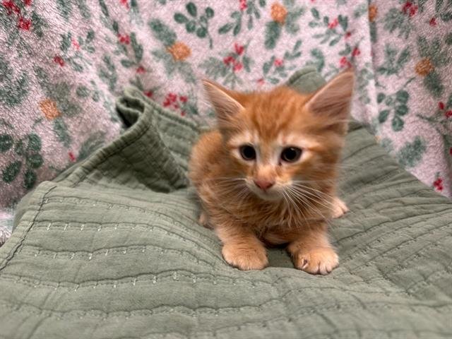 A1258932 - Domestic Medium Hair available for adoption