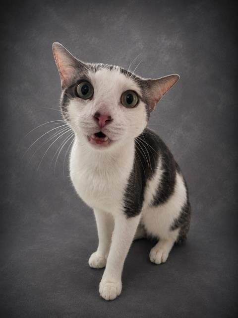 CUDDLE BUG - Domestic Short Hair available for adoption