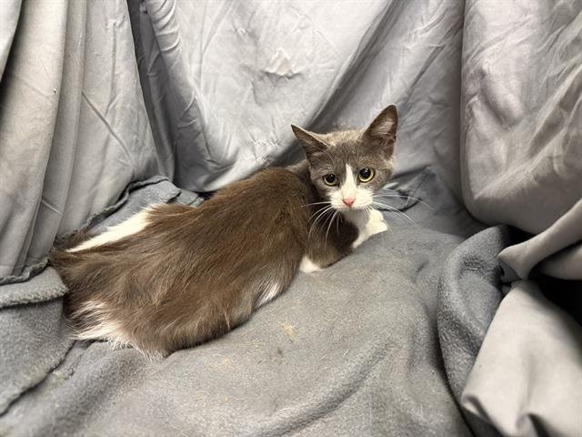 FLAKE - Domestic Short Hair available for adoption