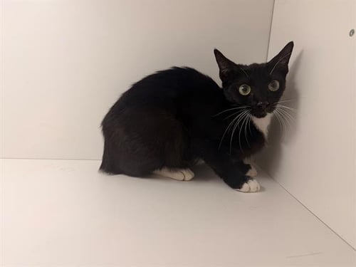 OREO - Domestic Short Hair available for adoption