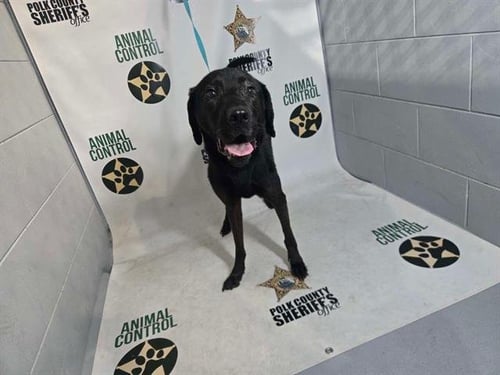 CLOVER - Labrador Retriever for adoption in Lakeland