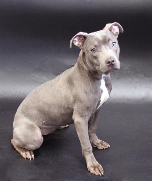 MOLLIE - Bulldog available for adoption