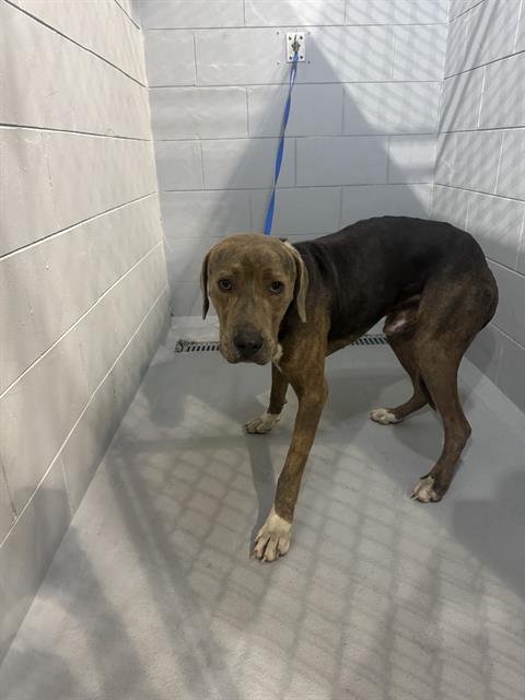 HAYDEN - Labrador Retriever for adoption in Lakeland