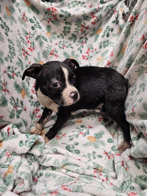 A1258988 - Boston Terrier available for adoption