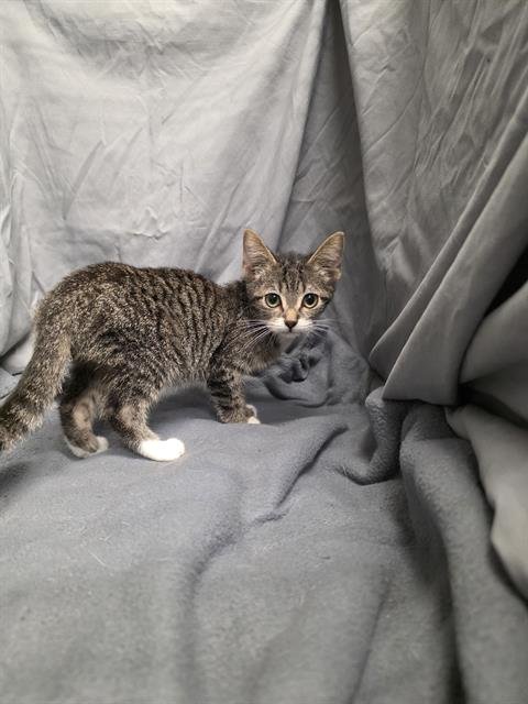 FRITOS - Domestic Short Hair available for adoption