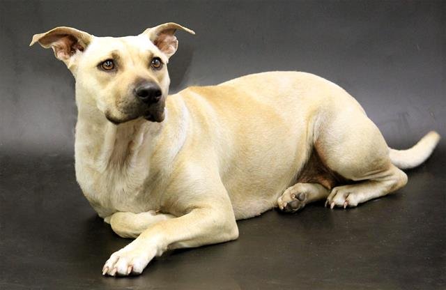 JUBILEE - Bulldog available for adoption