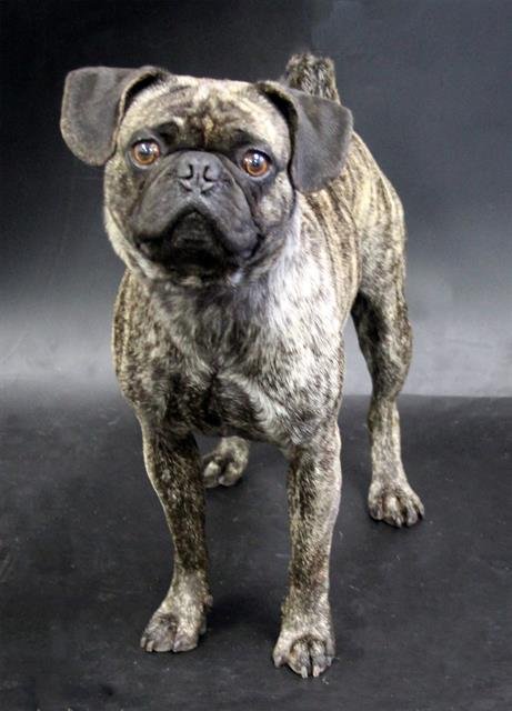 A1258831 - Pug available for adoption