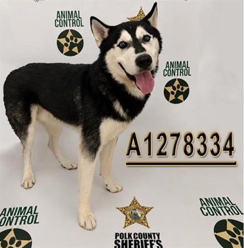 MELVIN - Siberian Husky available for adoption