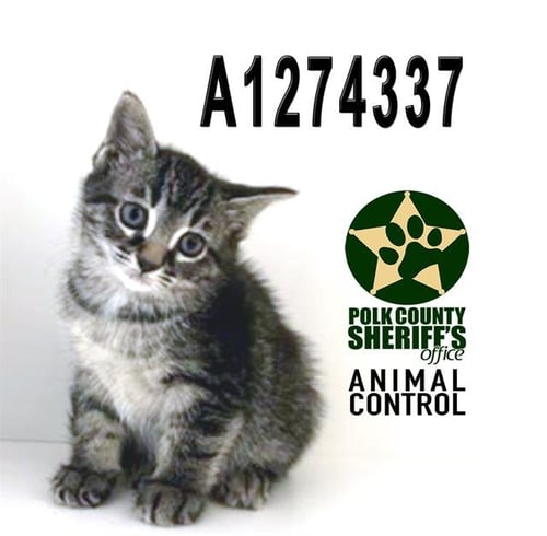 A1274337 - Domestic Short Hair available for adoption