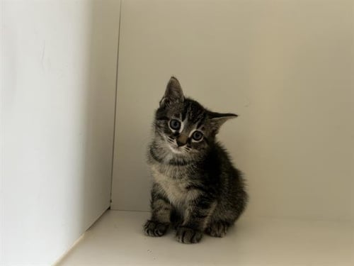 A1274337 - Domestic Short Hair available for adoption