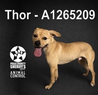 THOR - Photo 1