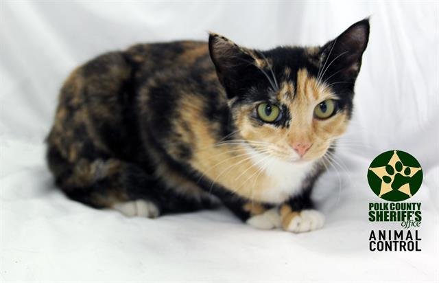 PIPPY - Domestic Short Hair available for adoption