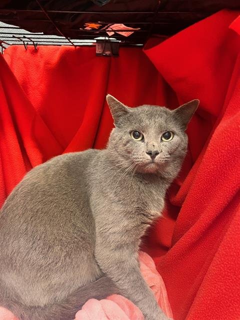 A1258177 - Domestic Short Hair available for adoption