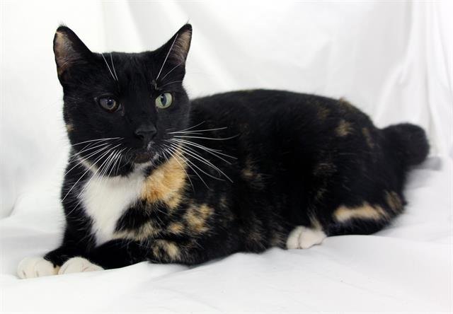 LOIS - Domestic Short Hair available for adoption