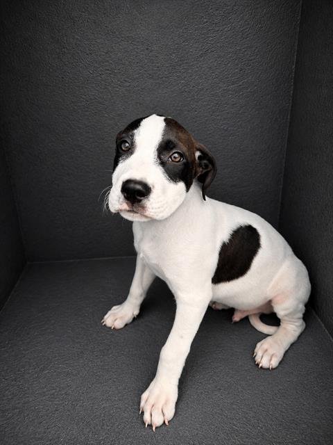 BUDDY - Bulldog available for adoption