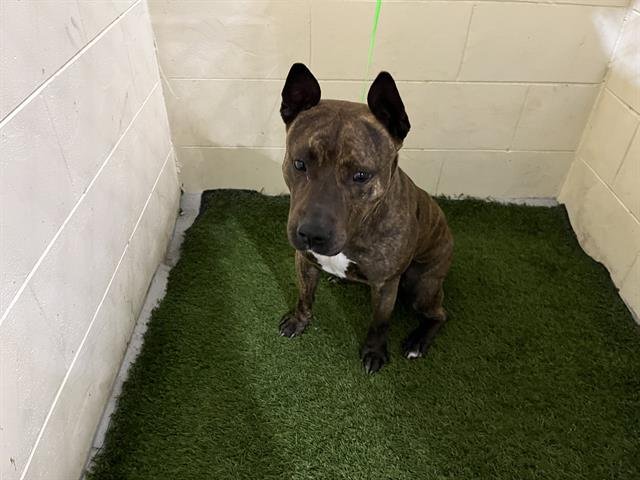 DOODLE - Bulldog available for adoption