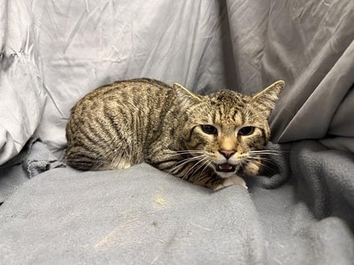 AUGUSTUS - Domestic Short Hair available for adoption