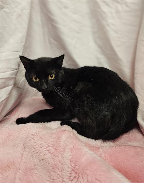 HANDSON - Domestic Short Hair available for adoption