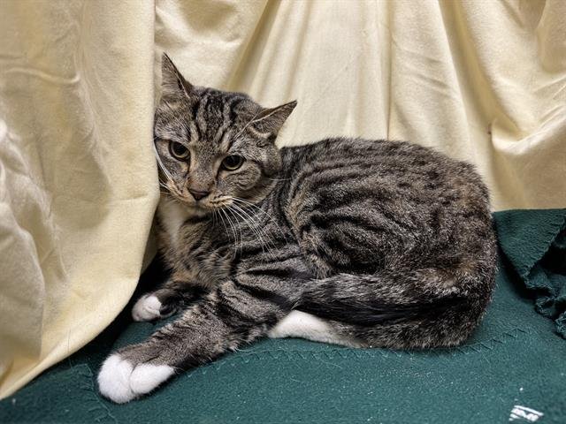 LEO - Domestic Short Hair available for adoption