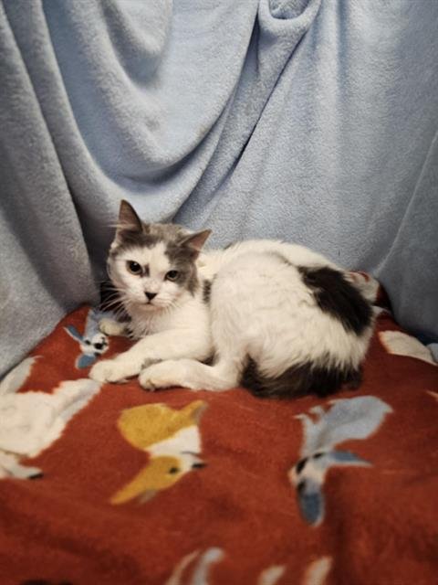 DIAMOND - Domestic Long Hair available for adoption