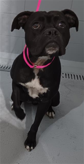 PARIS - Staffordshire Bull Terrier available for adoption