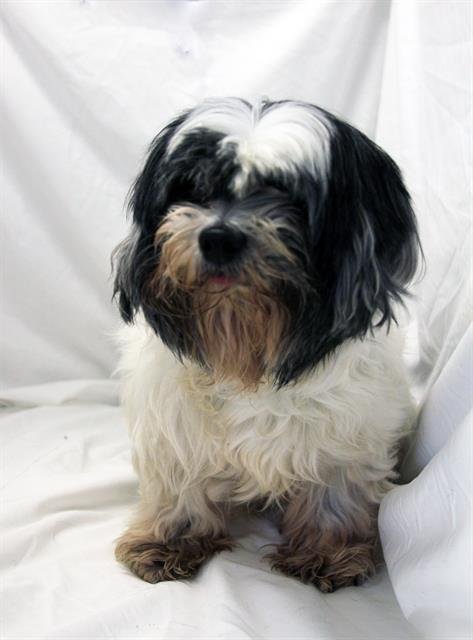 A1258511 - Shih Tzu available for adoption
