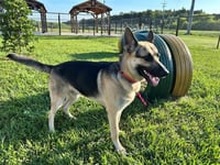 MAXIMUS - Photo 1