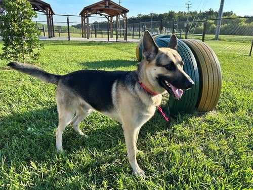 MAXIMUS - German Shepherd Dog available for adoption