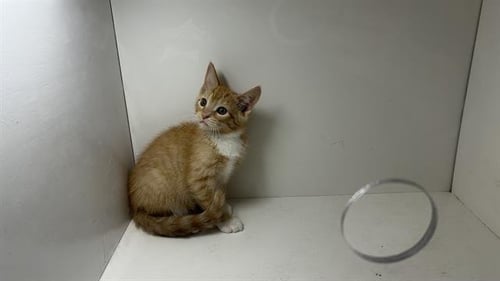 TAFFY - Domestic Short Hair available for adoption