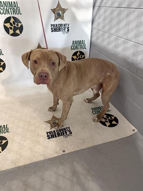 A1272503 - Bulldog available for adoption