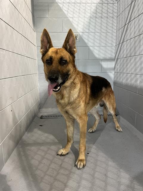 BAKI - German Shepherd Dog available for adoption