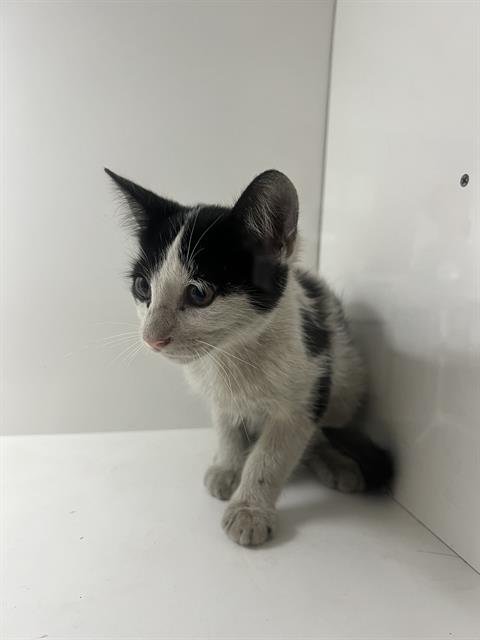 A1278280 - Domestic Short Hair available for adoption