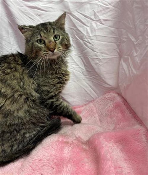 TOM - Domestic Long Hair available for adoption