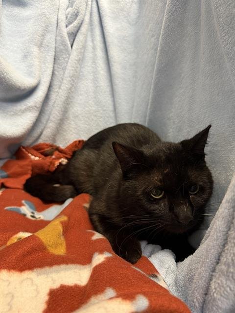 ONYX - Domestic Short Hair available for adoption