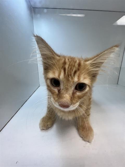 A1278231 - Domestic Short Hair available for adoption