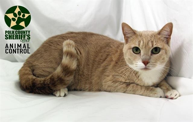 CHICKEN - Domestic Short Hair available for adoption