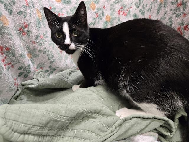 A1258885 - Domestic Short Hair available for adoption